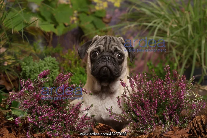  : Pug dog outdoors in Autumn
