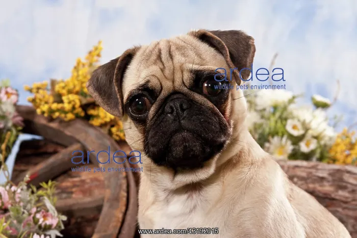 : Pug dog, portrait : Pug dog, portrait