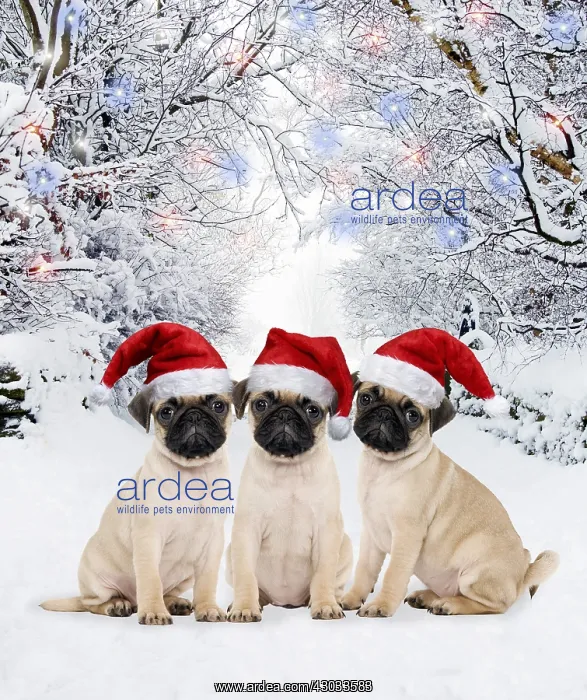 : Pug Dog, puppies wearing Christmas hats in winter : Pug Dog, puppies wearing Christmas hats in winter