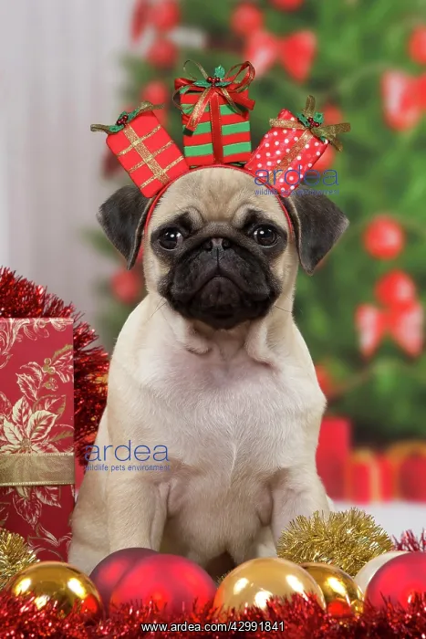 : Pug Dog, puppy 3 months old in Christmas scene : Pug Dog, puppy 3 months old in Christmas scene
