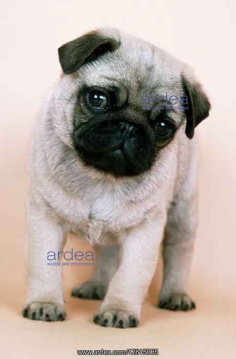 : PUG DOG - PUPPY : PUG DOG - PUPPY