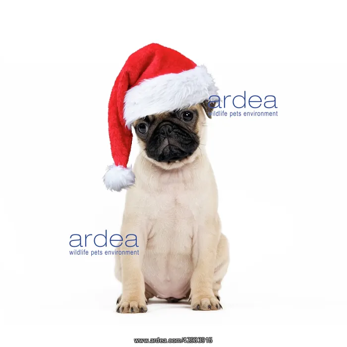: Pug Dog - puppy wearing a red Christmas hat : Pug Dog - puppy wearing a red Christmas hat