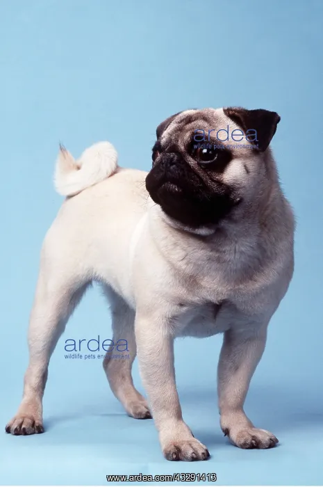 : Pug DOG - standing : Pug DOG - standing