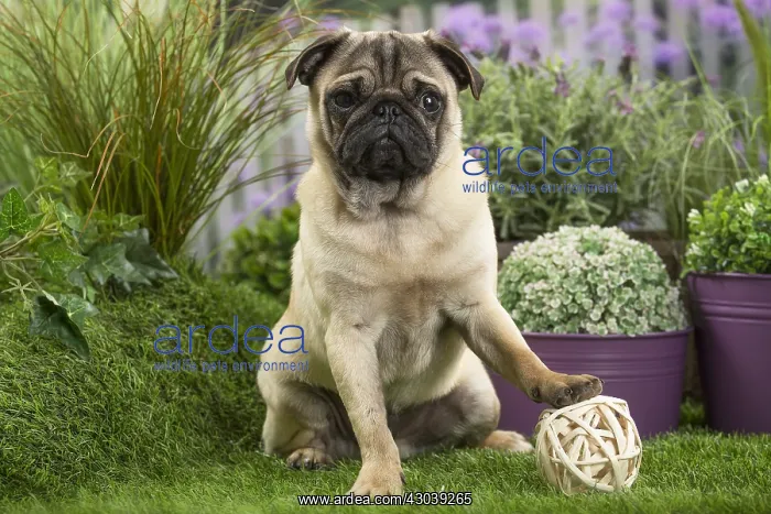  : Pug Dog with toy ball