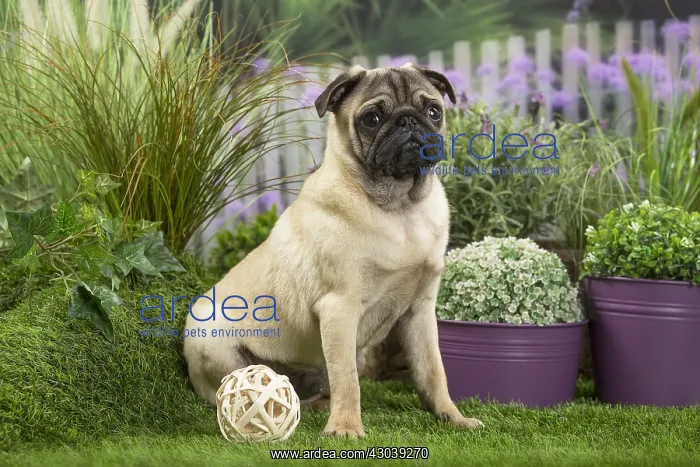  : Pug Dog with toy ball