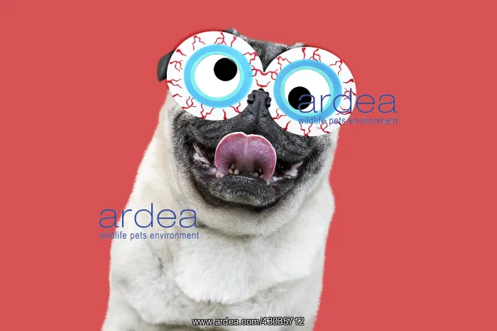 : Pug Dog, wearing bloodshot eye glasses sticking tongue out : Pug Dog, wearing bloodshot eye glasses sticking tongue out