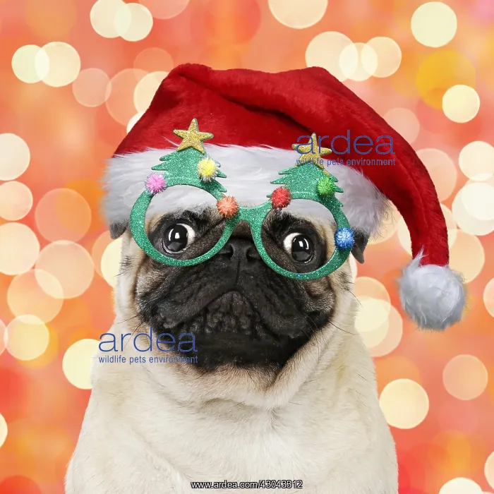: Pug dog, wearing Christmas hat and Christmas tree : Pug dog, wearing Christmas hat and Christmas tree