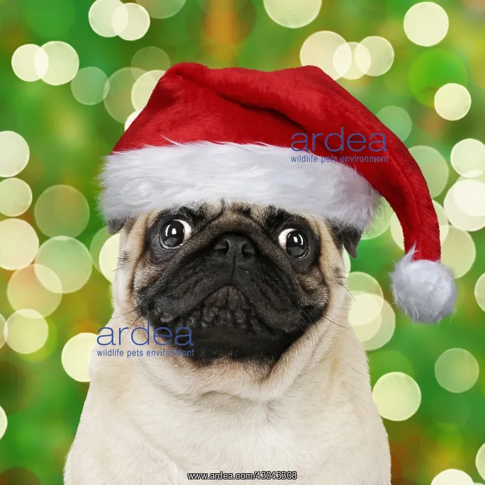 : Pug dog, wearing Christmas hatss. Digital manipulation : Pug dog, wearing Christmas hatss. Digital manipulation