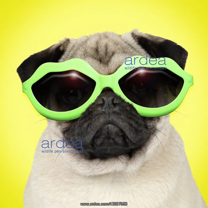  : Pug Dog, wearing lip shpaed sunglasses