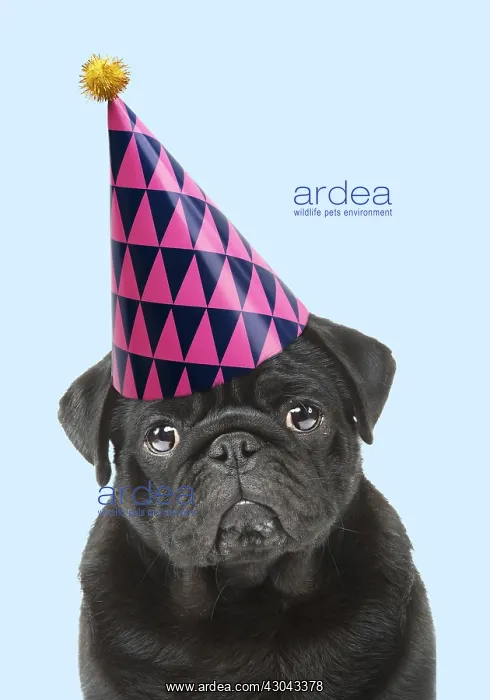 : Pug Dog, wearing party hat. Digital manipulation : Pug Dog, wearing party hat. Digital manipulation