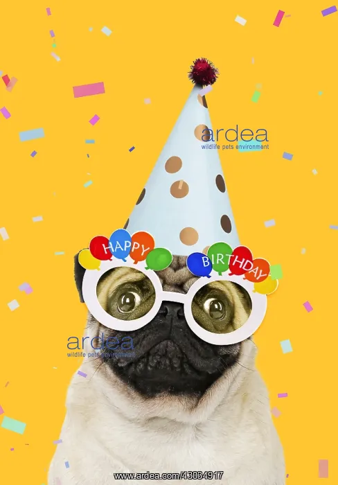 : Pug dog, wearing party hat and Happy Birthday : Pug dog, wearing party hat and Happy Birthday