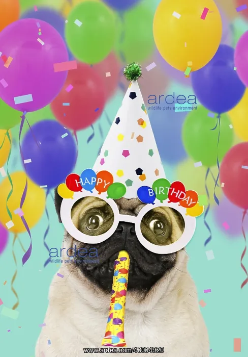 : Pug dog, wearing party hat, Happy Birthday sunglasses : Pug dog, wearing party hat, Happy Birthday sunglasses