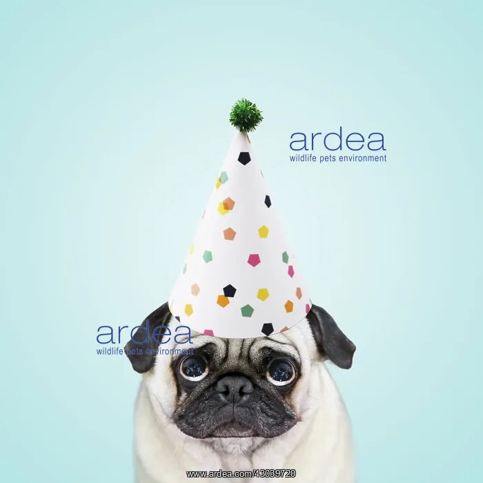 : Pug Dog wearing party hat looking sad : Pug Dog wearing party hat looking sad