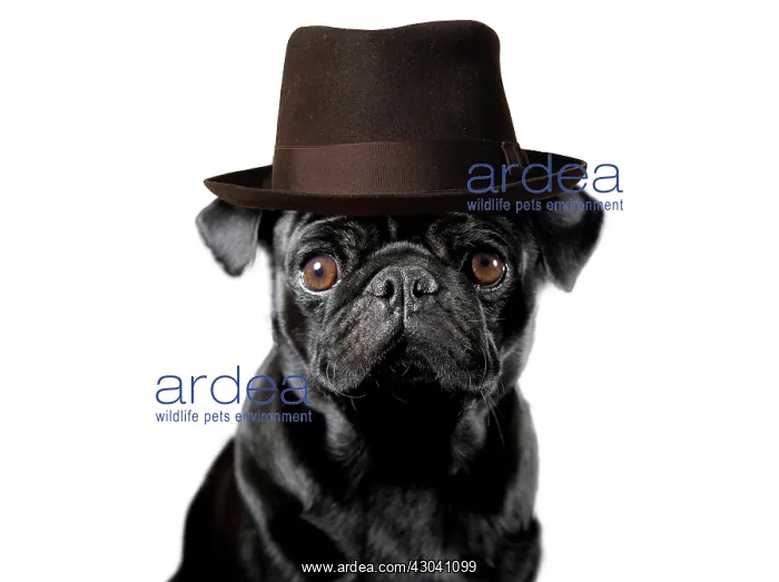 : Pug Dog wearing pork pie hat : Pug Dog wearing pork pie hat