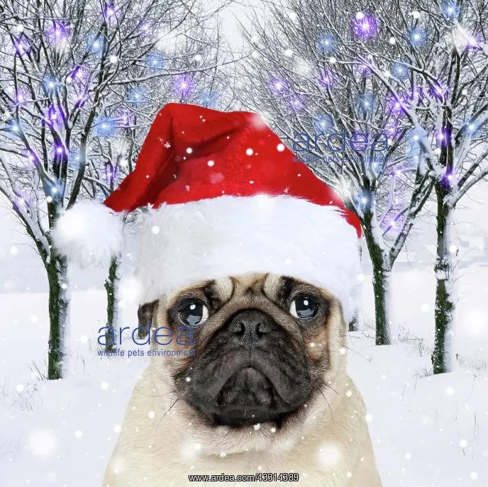 : Pug Dog wearing a red Christmas Santa hat in a snowy : Pug Dog wearing a red Christmas Santa hat in a snowy