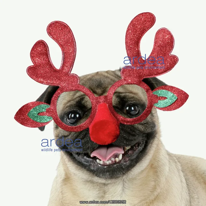 : Pug Dog, wearing Rudolph antler Christmas glasses : Pug Dog, wearing Rudolph antler Christmas glasses