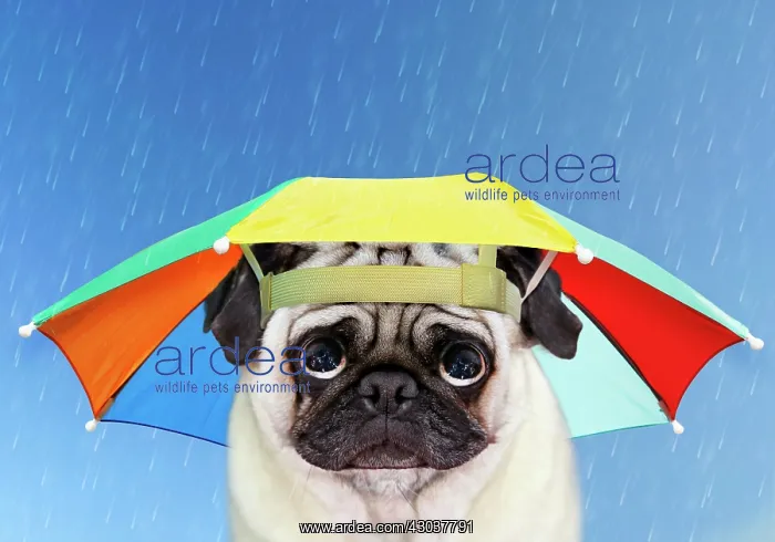 : Pug Dog wearing umbrella hat in the rain looking : Pug Dog wearing umbrella hat in the rain looking