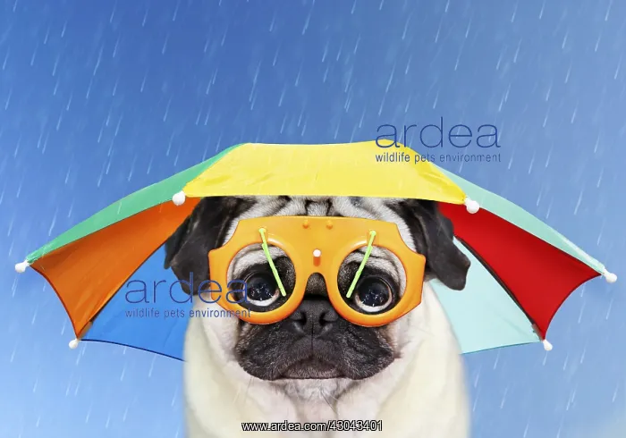 : Pug Dog wearing umbrella hat in the rain looking : Pug Dog wearing umbrella hat in the rain looking