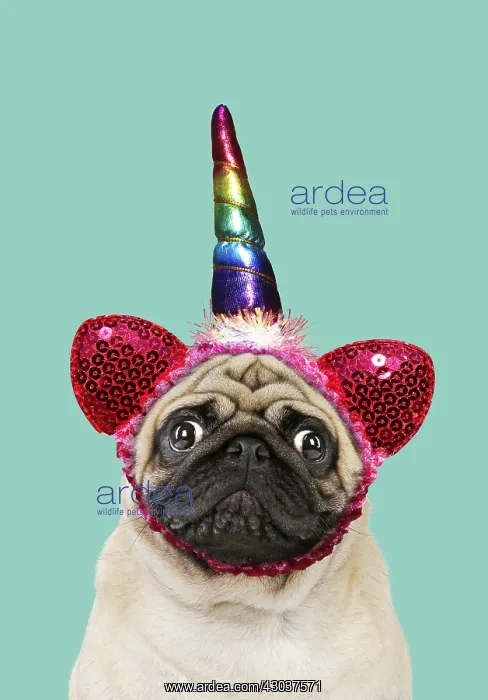 : Pug Dog, wearing unicorn horn hat / headwear : Pug Dog, wearing unicorn horn hat / headwear