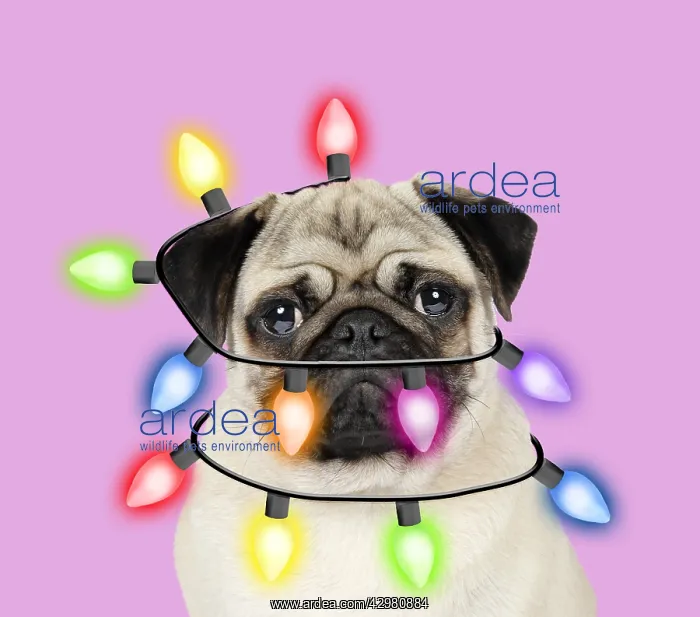 : Pug Dog wrapped in christmas lights : Pug Dog wrapped in christmas lights