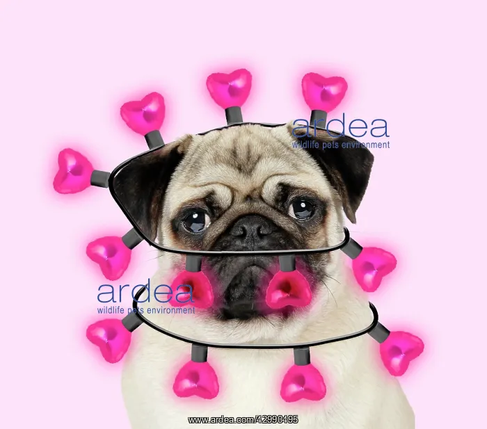 : Pug Dog wrapped in heart shaped pink lights : Pug Dog wrapped in heart shaped pink lights