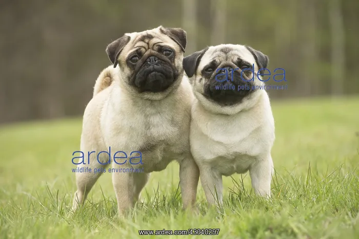 : Two Pug dogs outdoors : Two Pug dogs outdoors