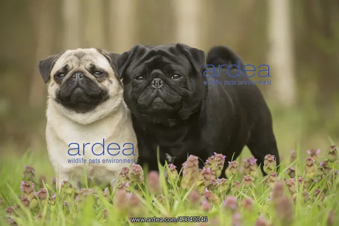 : Two Pug dogs outdoors : Two Pug dogs outdoors