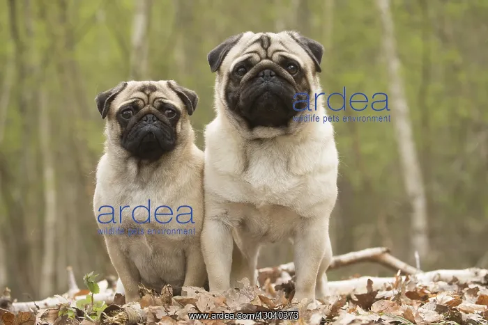 : Two Pug dogs outdoors : Two Pug dogs outdoors