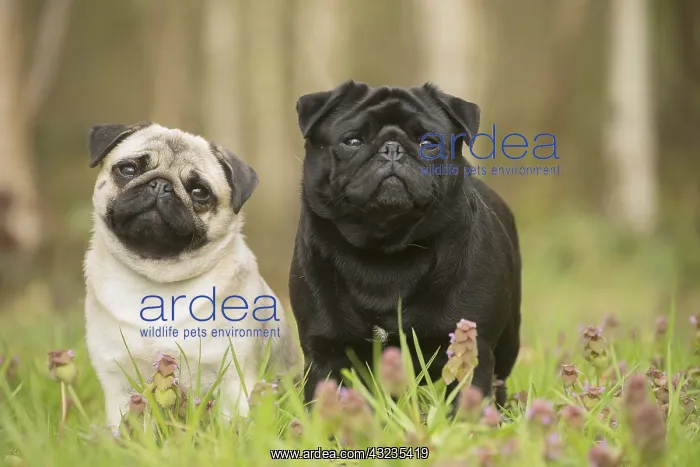  : Two Pug dogs outdoors