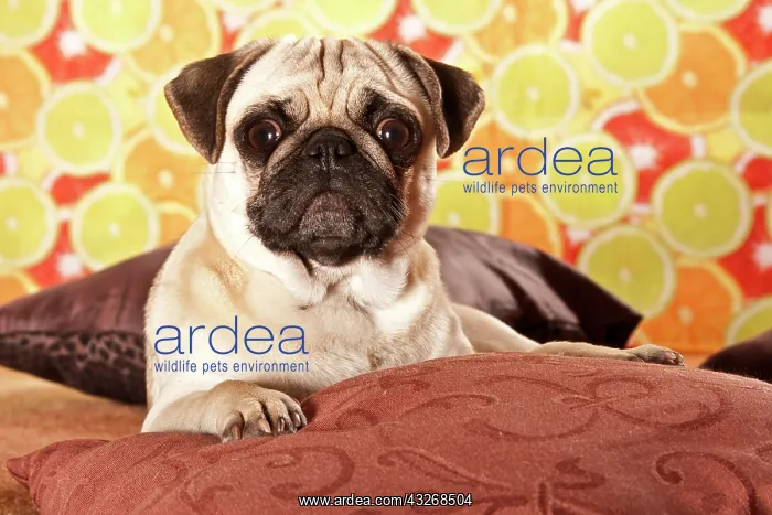 : Pug lying down : Pug lying down