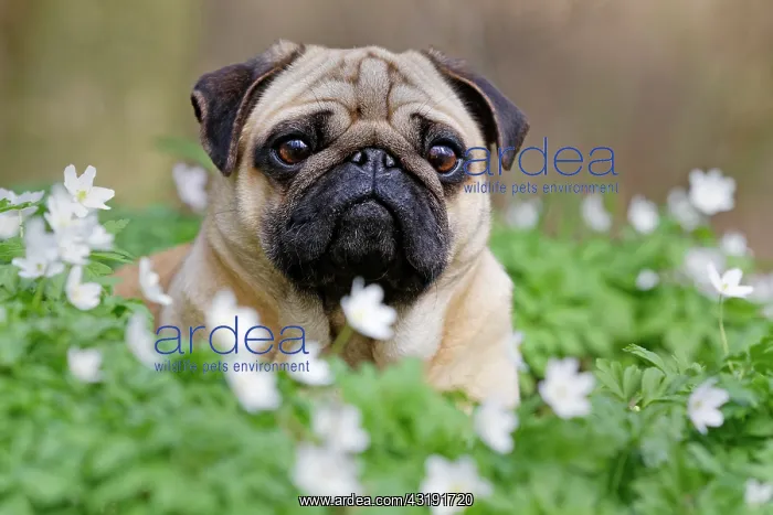 : Pug lying in meadow with wood anemones, Schleswig-Holstein : Pug lying in meadow with wood anemones, Schleswig-Holstein