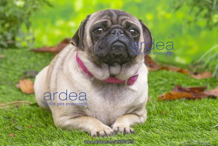 : Pug lying down outside in the garden : Pug lying down outside in the garden