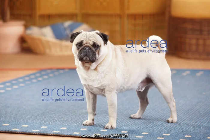 : Pug, male, likes carpeting in the living room : Pug, male, likes carpeting in the living room