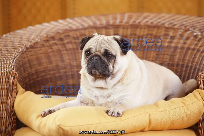 : Pug, male, lying in basket chair : Pug, male, lying in basket chair