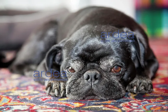  : Pug, male, portrait, lying snoozing on carpet, frontal