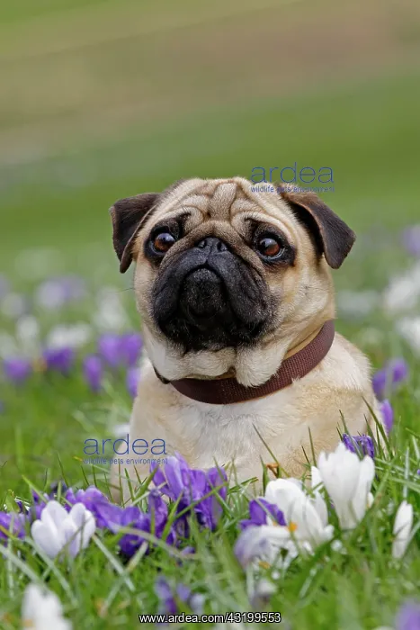 : Pug in meadow with crocuses, Schleswig-Holstein : Pug in meadow with crocuses, Schleswig-Holstein