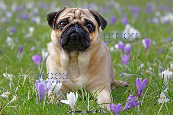 : Pug in meadow with crocuses, Schleswig-Holstein : Pug in meadow with crocuses, Schleswig-Holstein