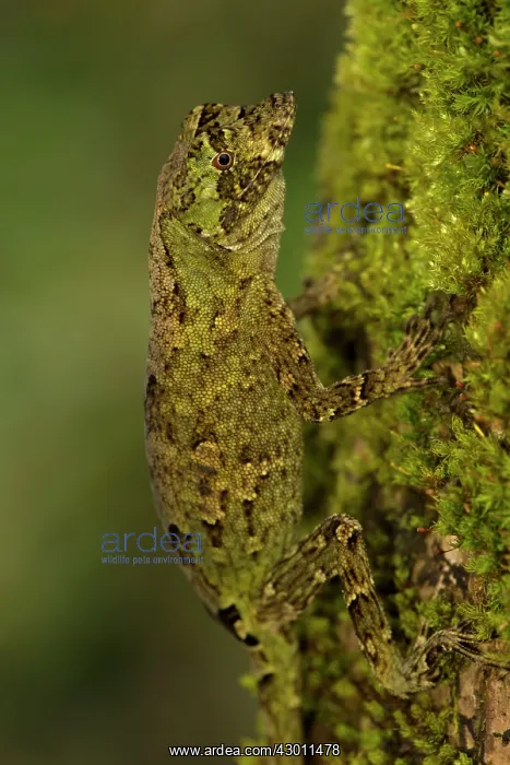 : Pug-nosed Anole : Pug-nosed Anole