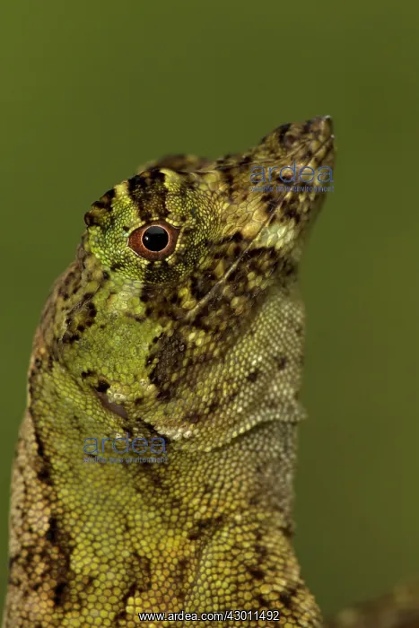 : Pug-nosed Anole : Pug-nosed Anole