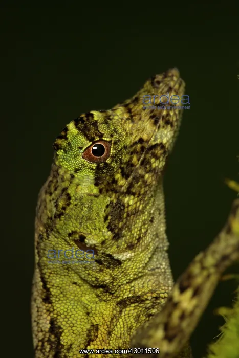 : Pug-nosed Anole : Pug-nosed Anole