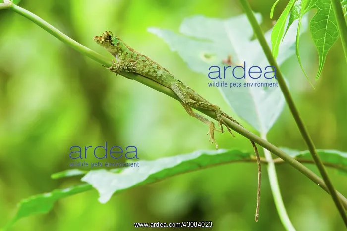 : Pug-nosed Anole : Pug-nosed Anole