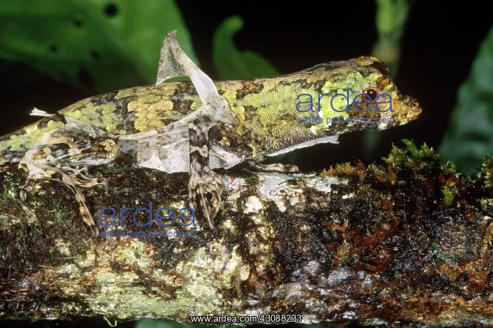 : Pug-Nosed Anole : Pug-Nosed Anole