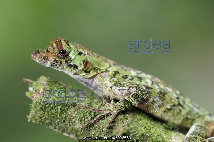 : Pug-nosed anole : Pug-nosed anole