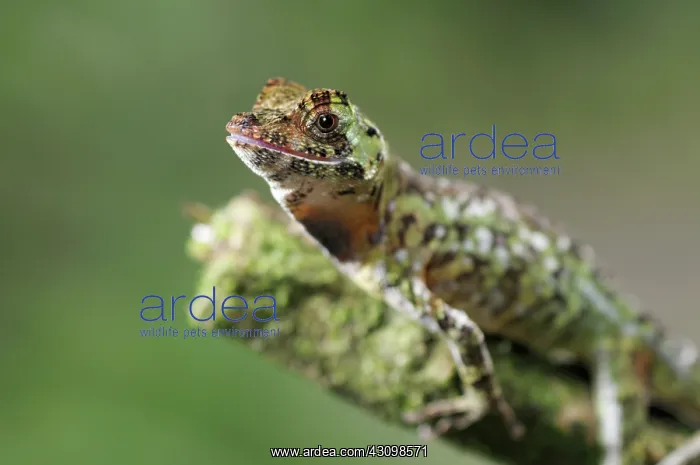 : Pug-nosed anole : Pug-nosed anole