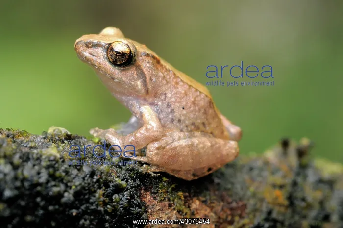 : Pug-nosed Shrub Frog : Pug-nosed Shrub Frog
