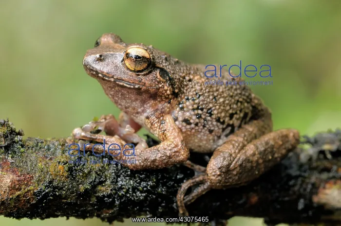 : Pug-nosed Shrub Frog : Pug-nosed Shrub Frog