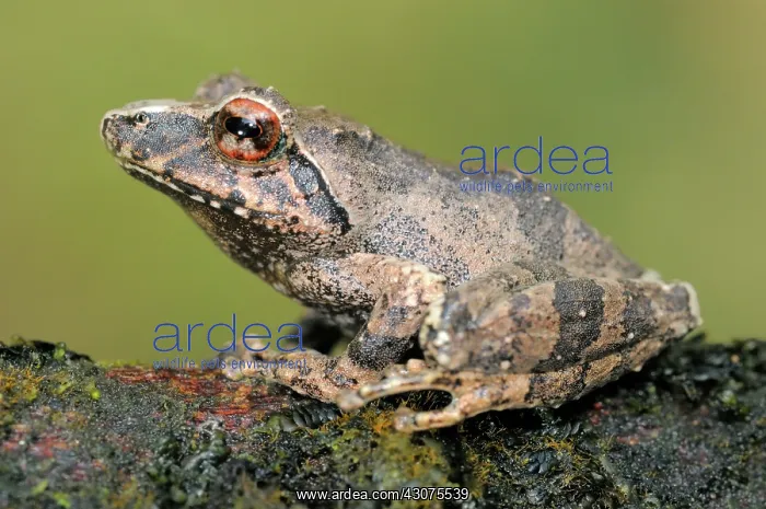  : Pug-nosed Shrub Frog