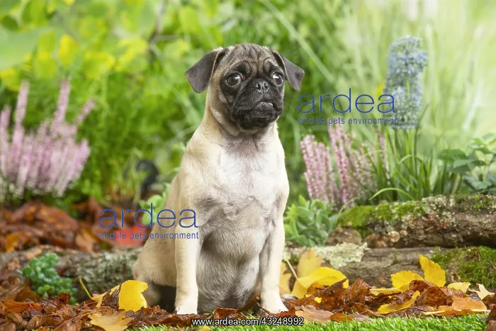  : Pug outdoors in the garden