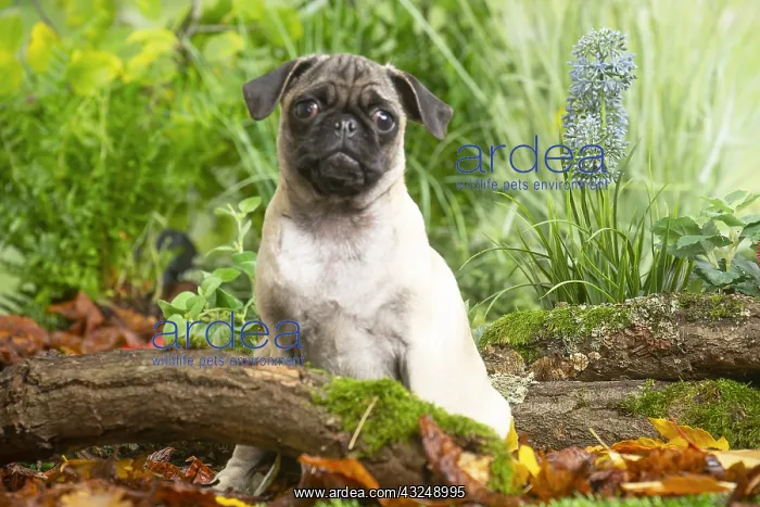 : Pug outdoors in the garden : Pug outdoors in the garden