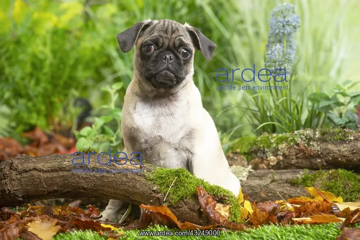 : Pug outdoors in the garden : Pug outdoors in the garden